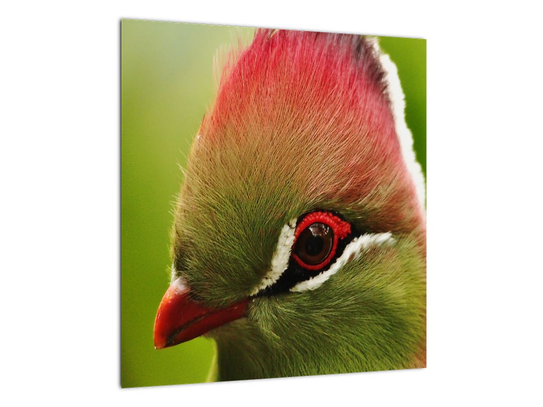 Skleněný obraz barevného ptáka (V020436V4040GD)