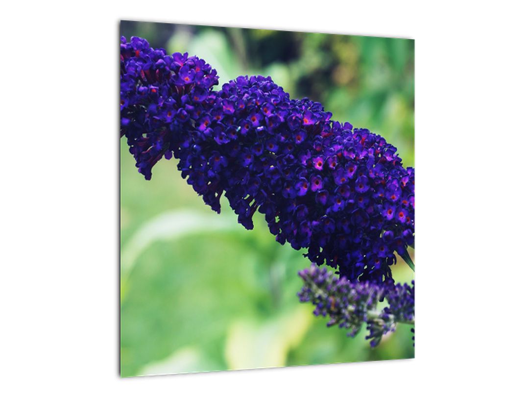 Skleněný obraz modré květiny (V020444V4040GD)