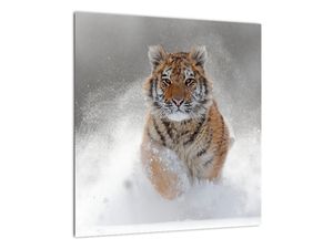 Sklenený obraz bežiaceho tigra v snehu (V020719V4040GD)