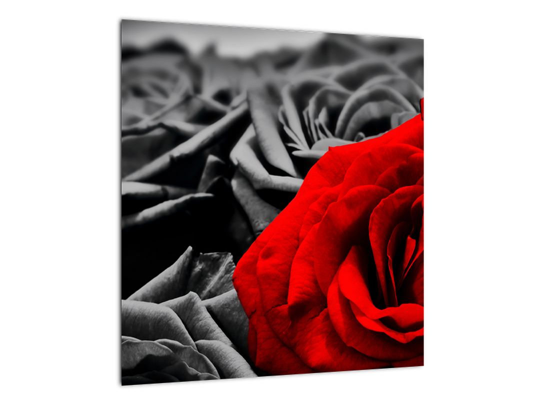 Tablou pe sticlă - Flori de trandafir (V021975V4040GD)