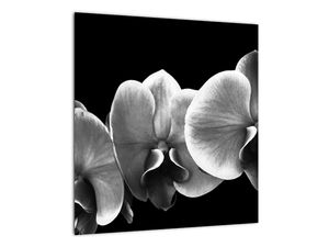 Tablou pe sticlă floare de orhidee (V022015V4040GD)