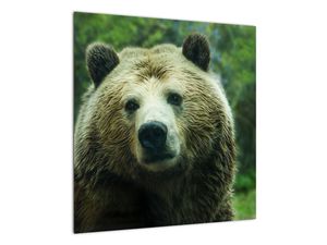 Obraz medveďa