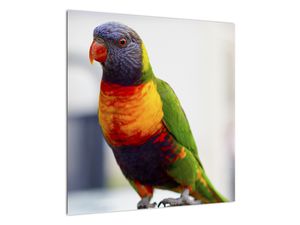 Schilderij - Papagaai