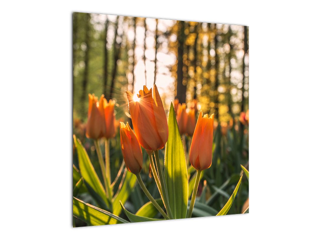 Obraz - oranžové tulipány (V020552V5050)