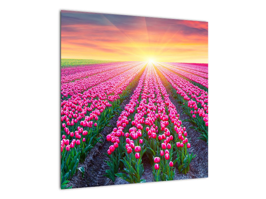 Obraz pole tulipánů se sluncem (V020554V5050)