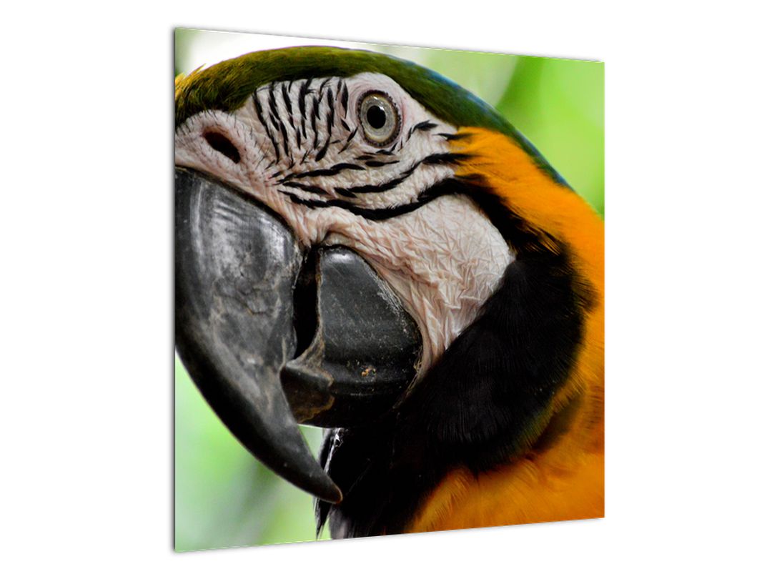 Obraz papouška (V020561V5050)