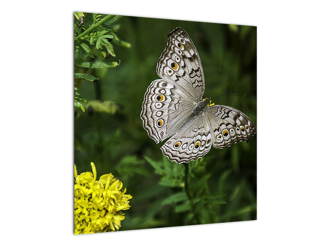 Obraz - bílý motýl (V020576V5050)