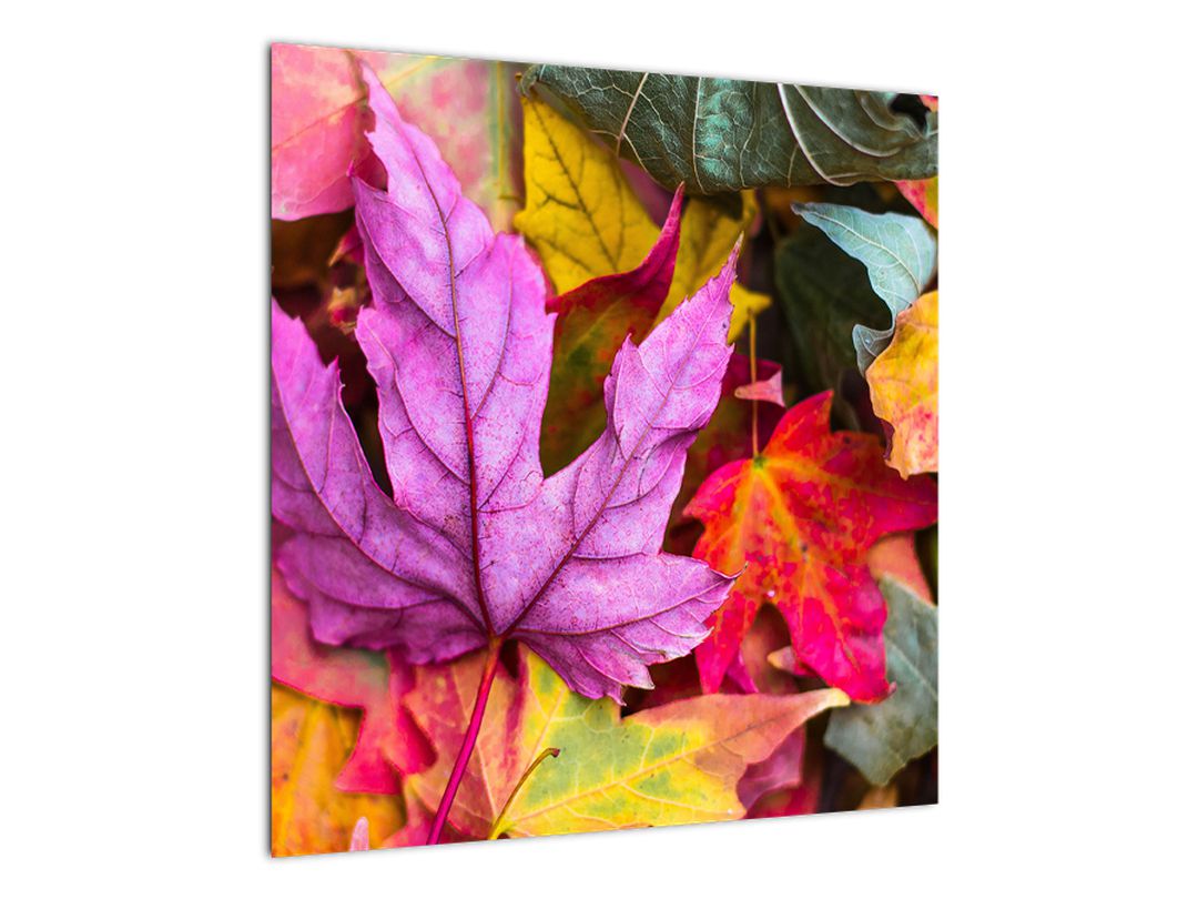 Obraz - podzimní listy (V020629V5050)