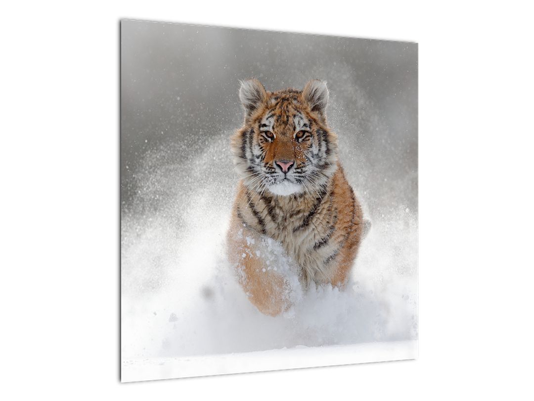 Tablou cutigru fugind prin zăpadă (V020719V5050)