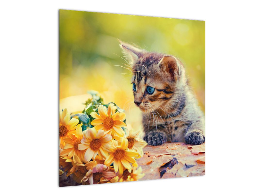 Obraz koťátka dívající se na květinu (V020943V5050)
