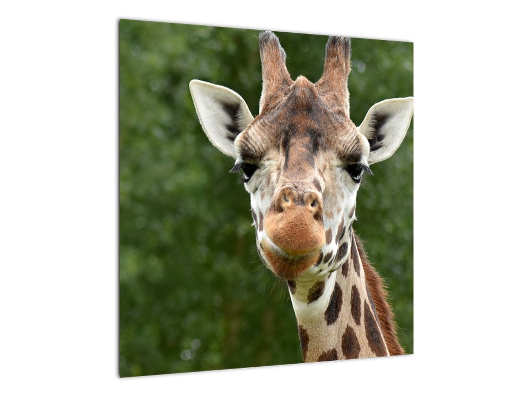Obraz žirafy (V020969V5050)