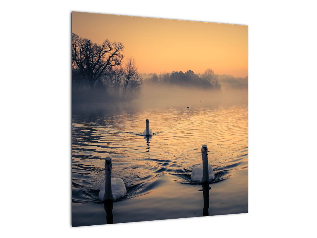 Obraz labutí na vodě v mlze (V020989V5050)