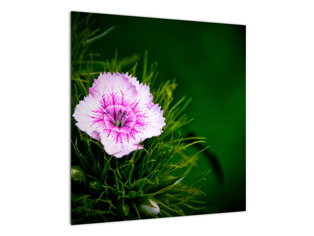 Obraz růžového květu (V020990V5050)