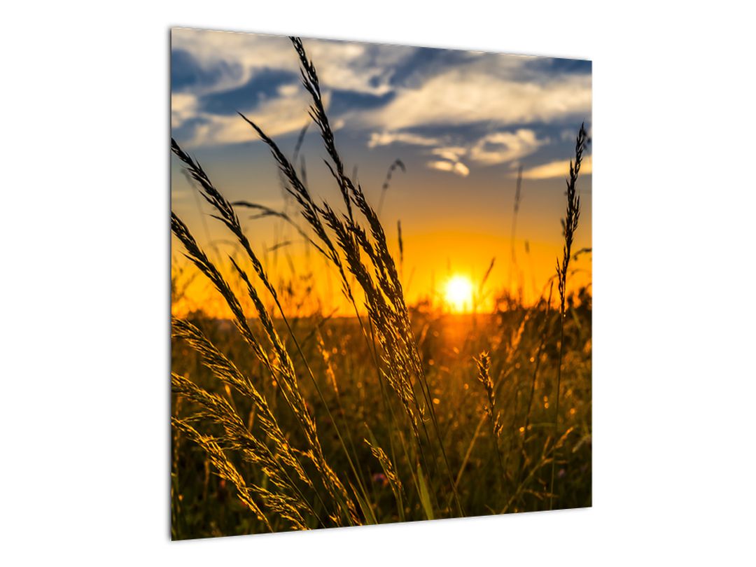 Obraz pole při západu slunce (V021001V5050)