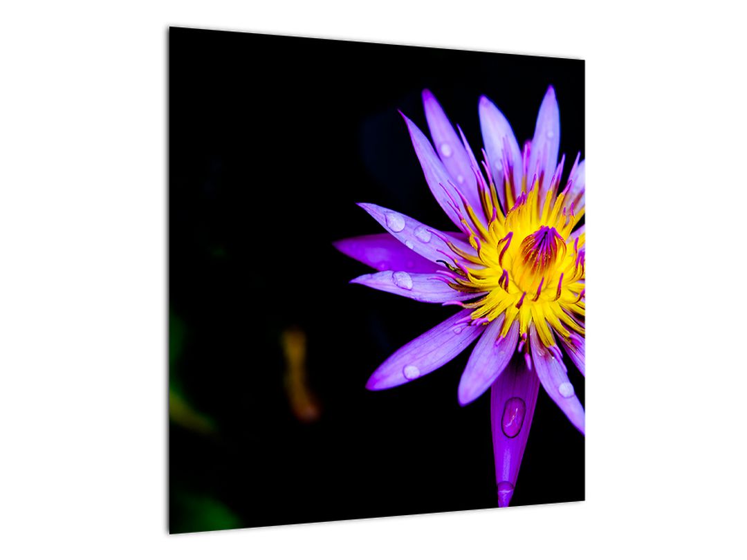 Obraz květiny (V021017V5050)