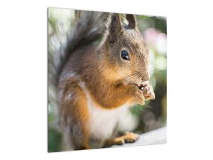 Obraz veveričky