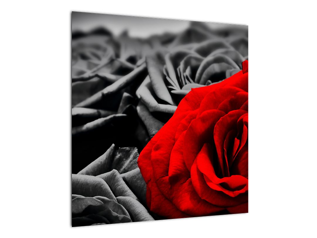 Tablou - Flori de trandafir (V021975V5050)