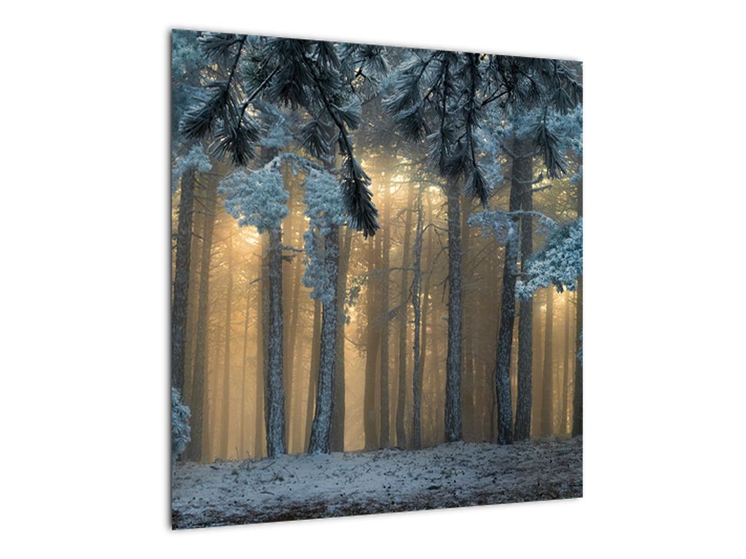 Obraz zasněženého lesa (V022318V5050)