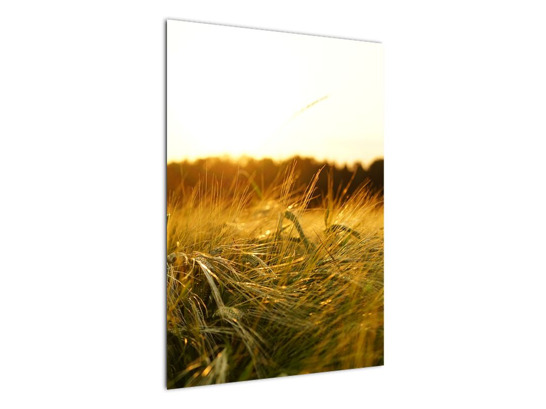Obraz orosené trávy (V020584V5070)