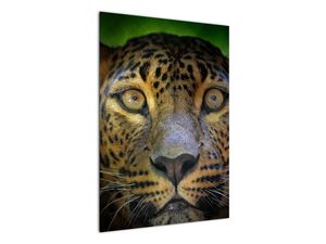 Slika - Portret leoparda, Šri Lanka