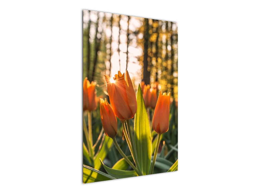 Obraz - oranžové tulipány (V020552V6090)