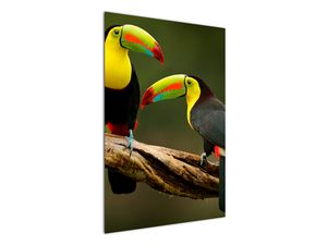 Slika sedečih tukanov, Kostarika