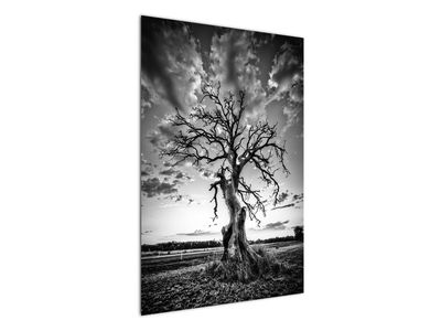 Obraz - Czarno - białe drzewo