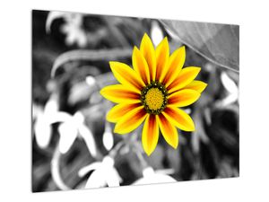 Obraz žluté květiny