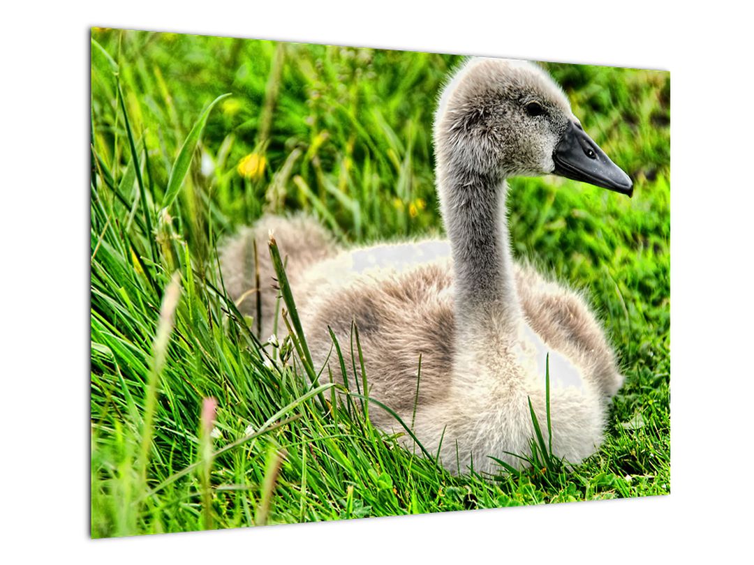 Obraz - malá labuť v trávě (V020585V7050)