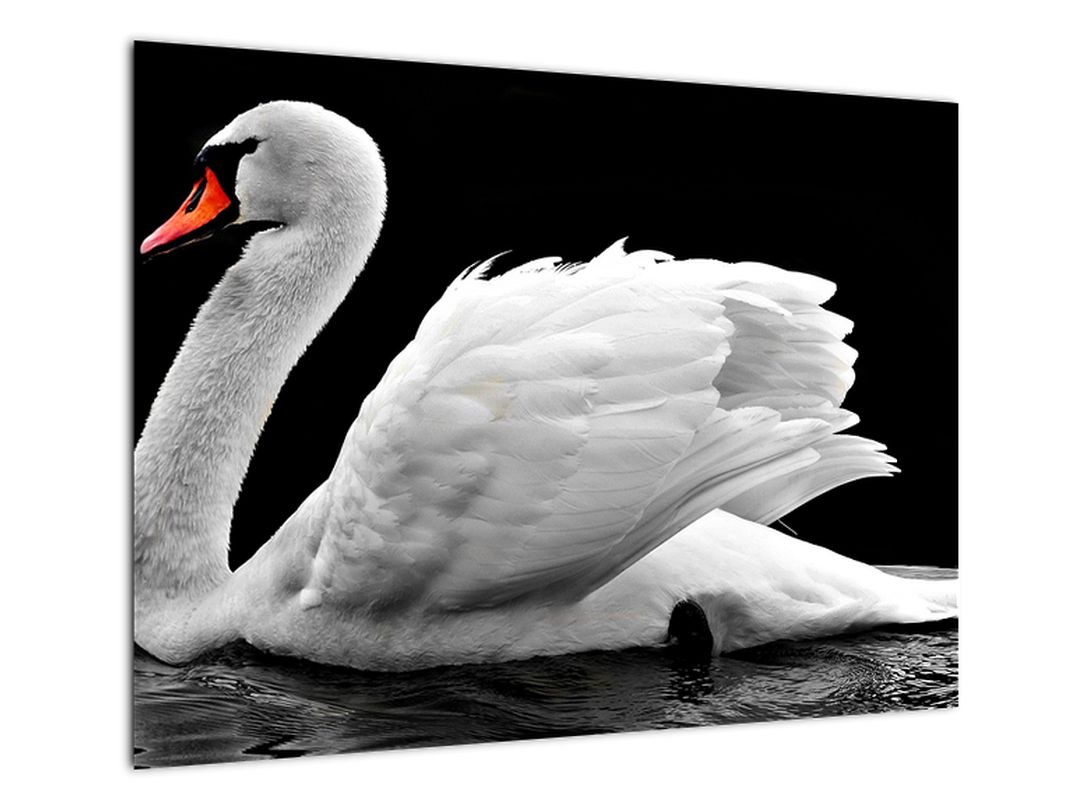 Obraz černobílé labutě (V020586V7050)