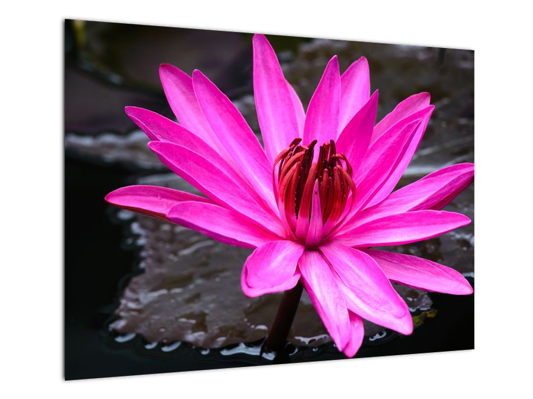 Obraz - růžový květ (V020636V7050)