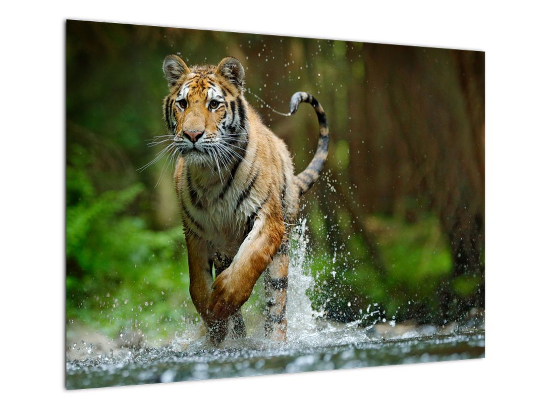 Obraz běžícího tygra (V020979V7050)