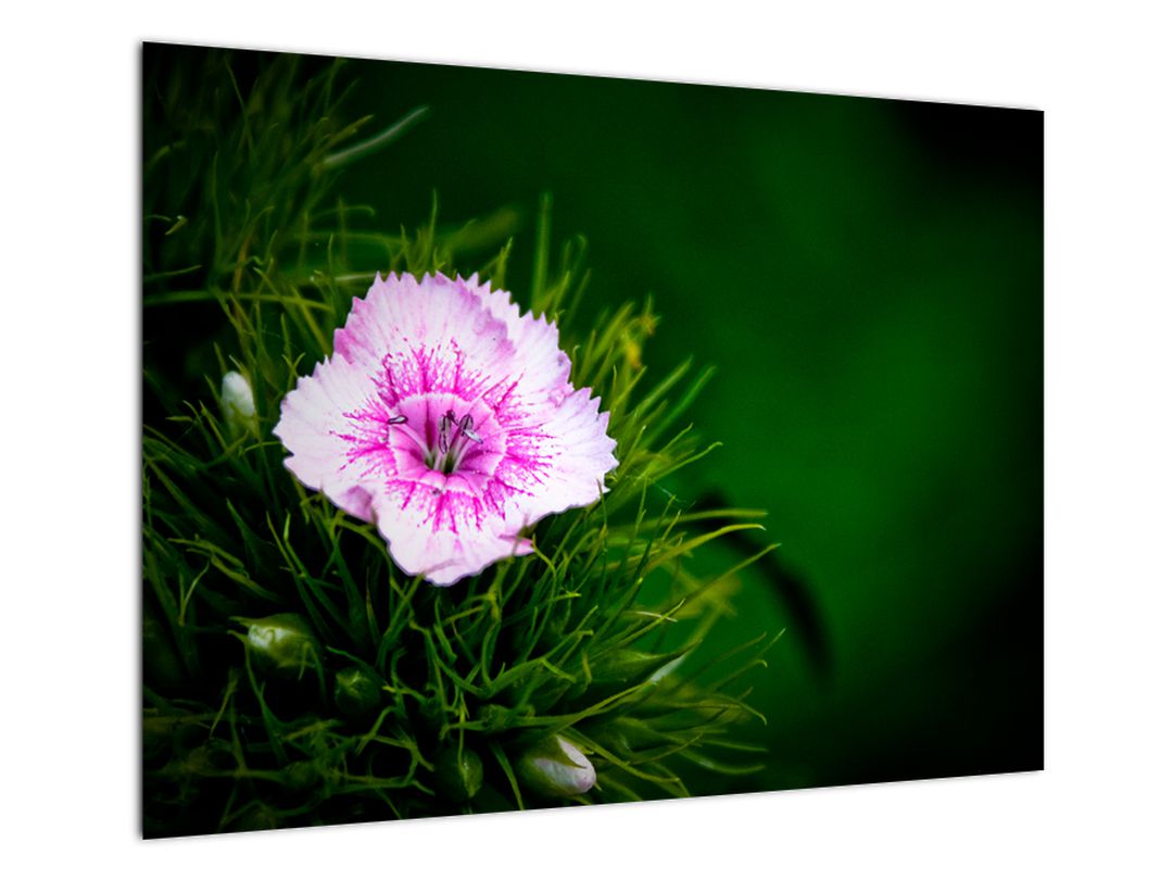 Obraz růžového květu (V020990V7050)