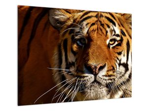 Tigris képe