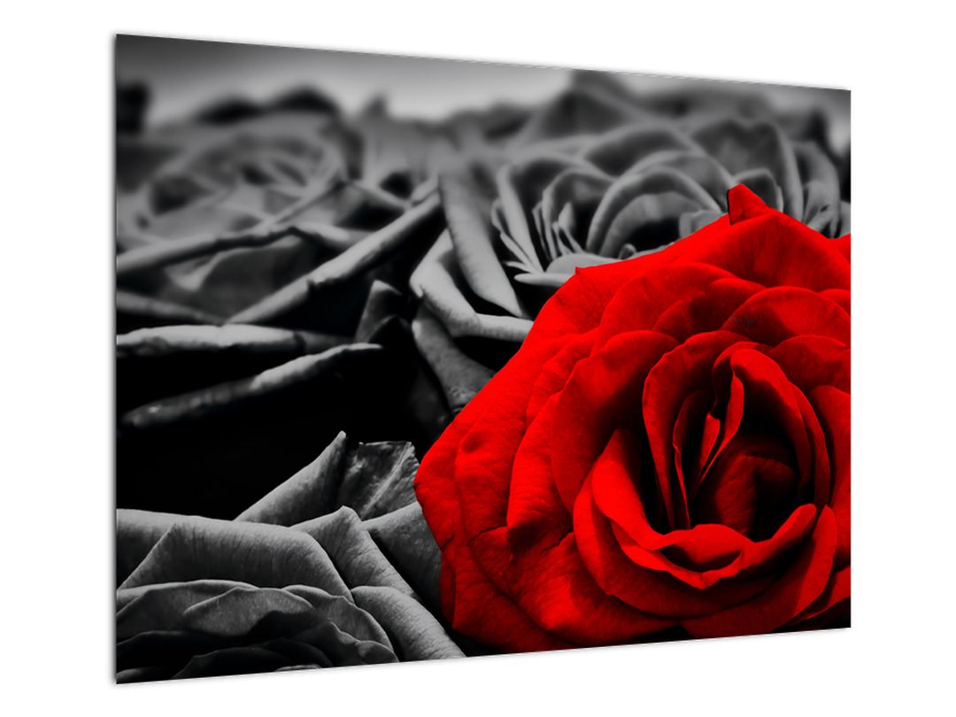 Tablou - Flori de trandafir (V021975V7050)