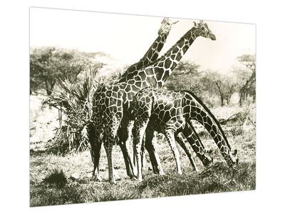 Schilderij - Giraffen, vintage