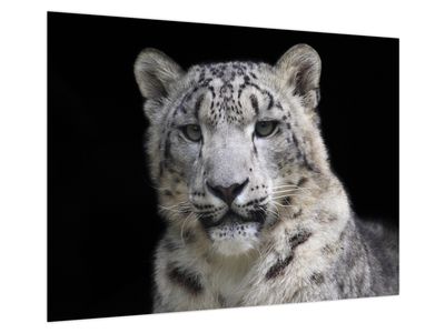 Schilderij - Snow Leopard