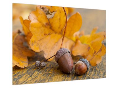 Bild auf Leinwand - Herbst Eicheln