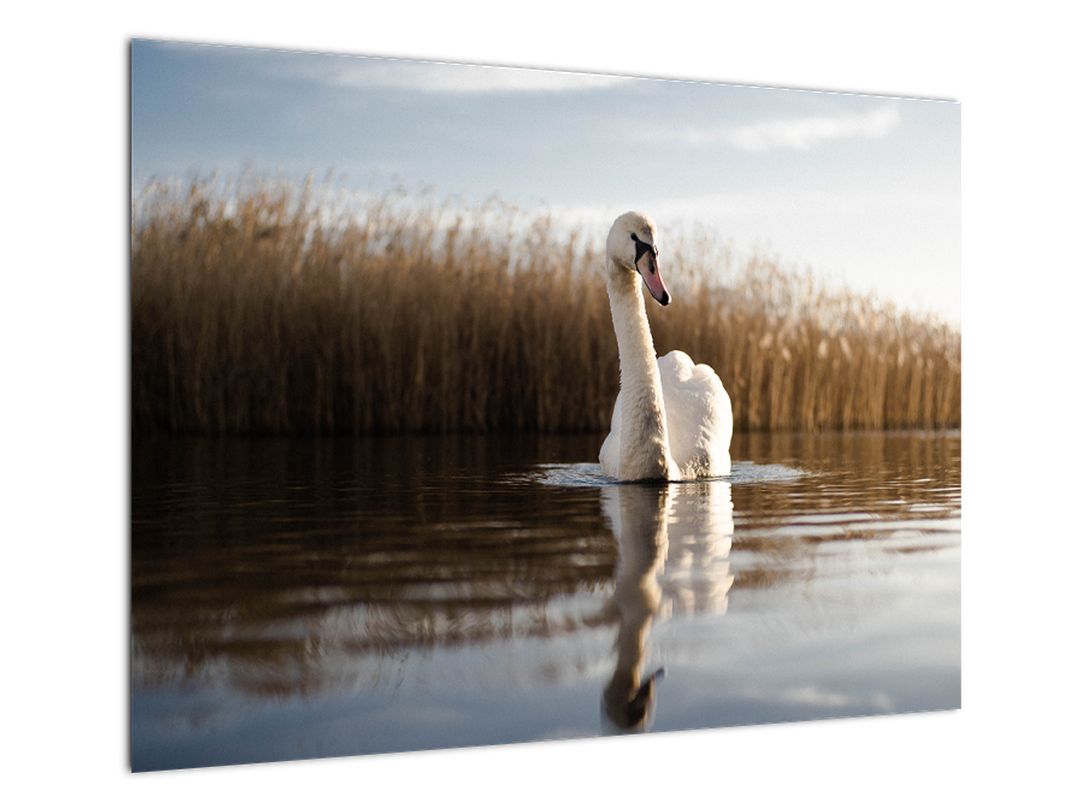 Skleněný obraz labutě (V020163V7050GD)
