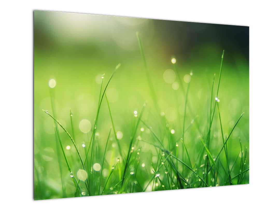 Skleněný obraz - rosa na trávě (V020169V7050GD)