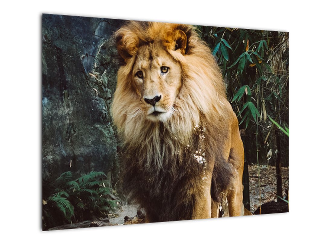 Skleněný obraz lva v přírodě (V020176V7050GD)