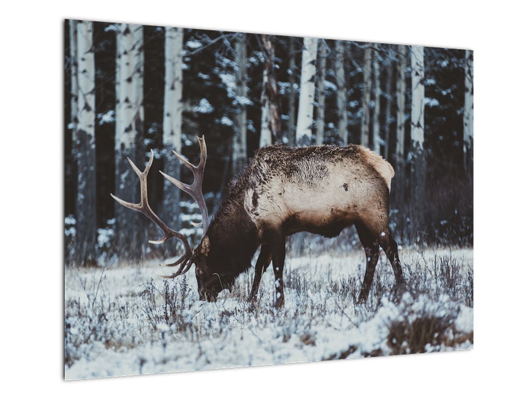 Skleněný obraz - jelen v zimě (V020179V7050GD)