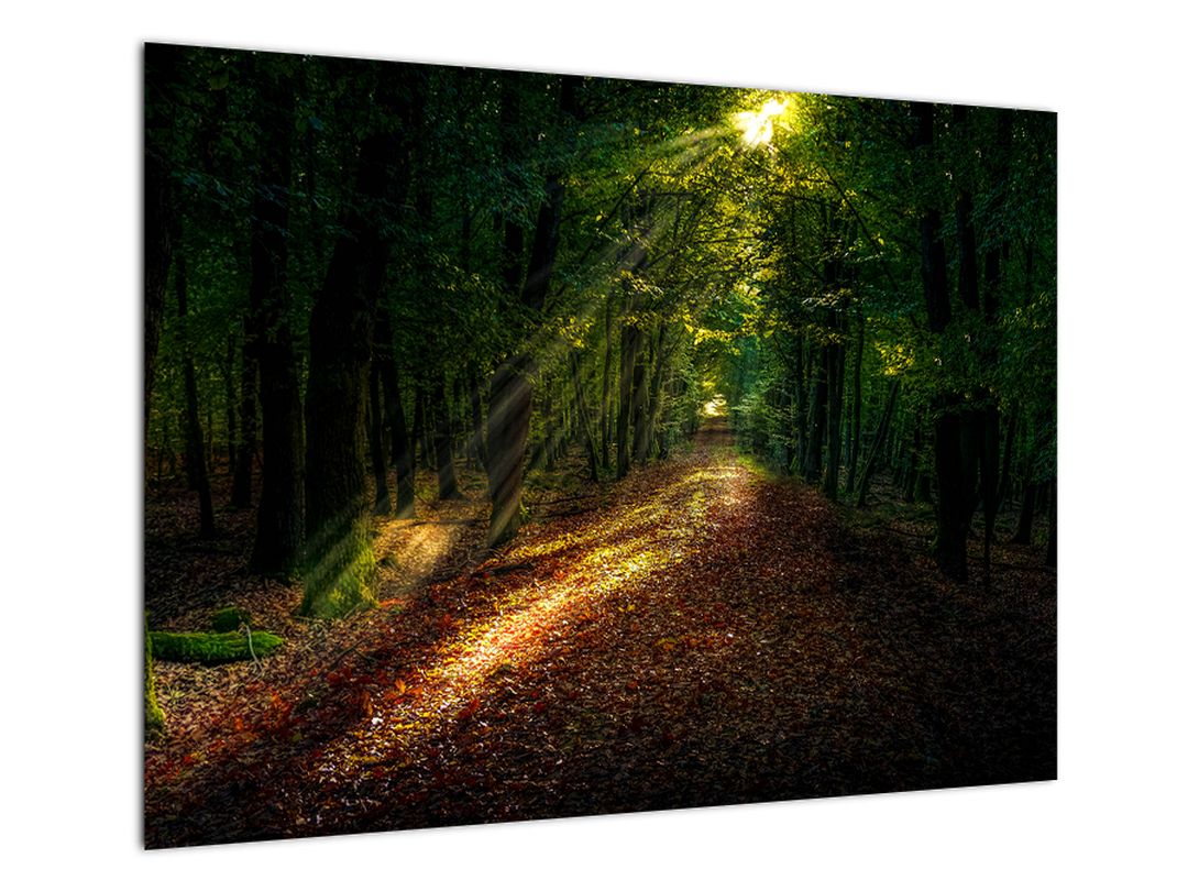 Skleněný obraz lesní cesty (V020253V7050GD)