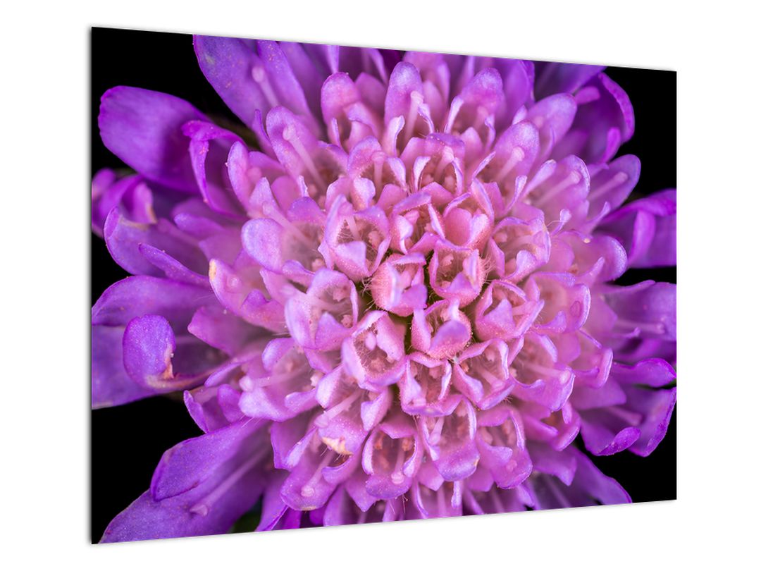 Detailní obraz květu (V020318V7050GD)