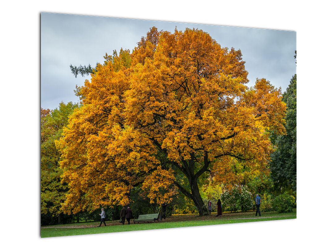 Skleněný obraz stromu (V020324V7050GD)