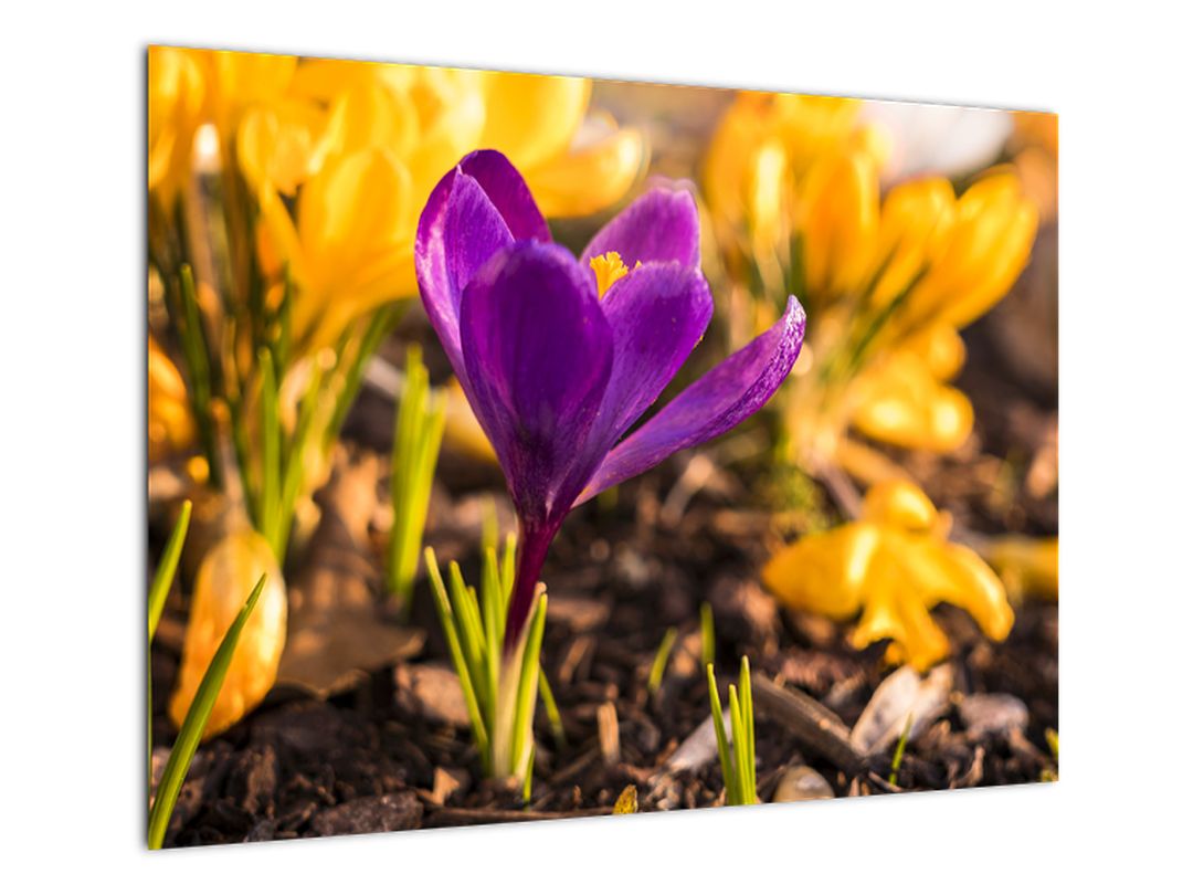 Skleněný obraz fialové květiny (V020341V7050GD)