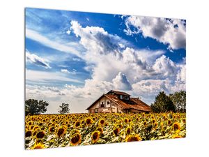 Glasschilderij - Zonnebloemenveld