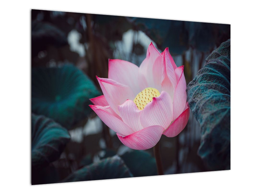 Skleněný obraz růžové květiny (V020420V7050GD)
