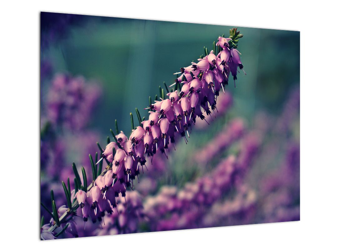 Skleněný obraz fialové květiny (V020421V7050GD)