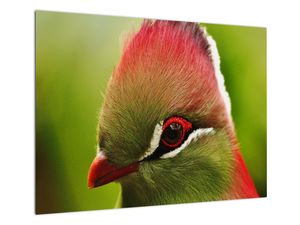 Glasschilderij - Bonte vogel